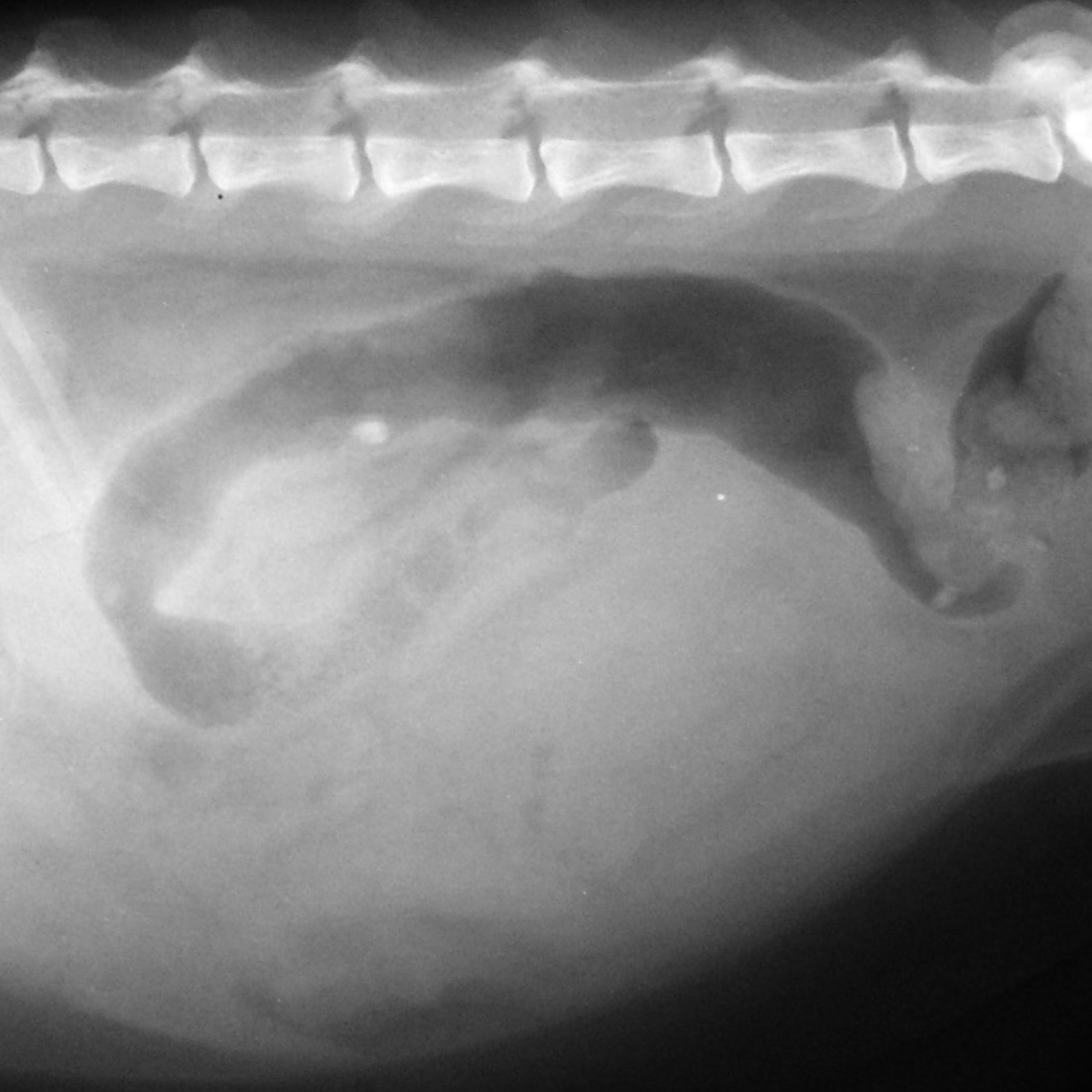Infection with feline coronavirus (FCoV)
